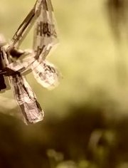 子曰 不愤不启【tu163.com】