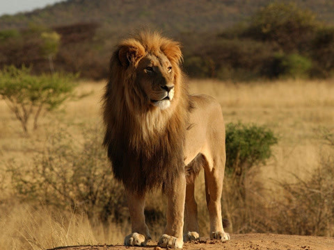 狮子,简称狮,中国古称狻猊.